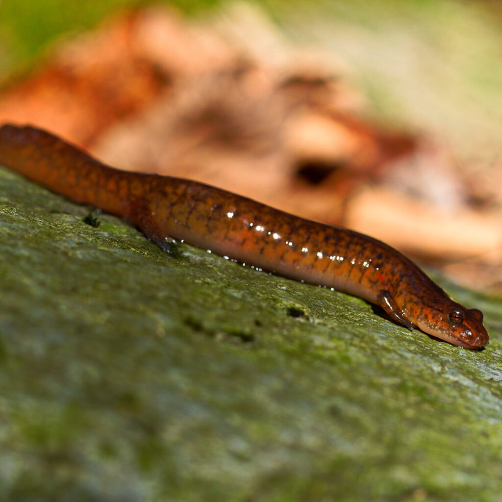Salamandre pourpre (Gyrinophilus porphyriticus)