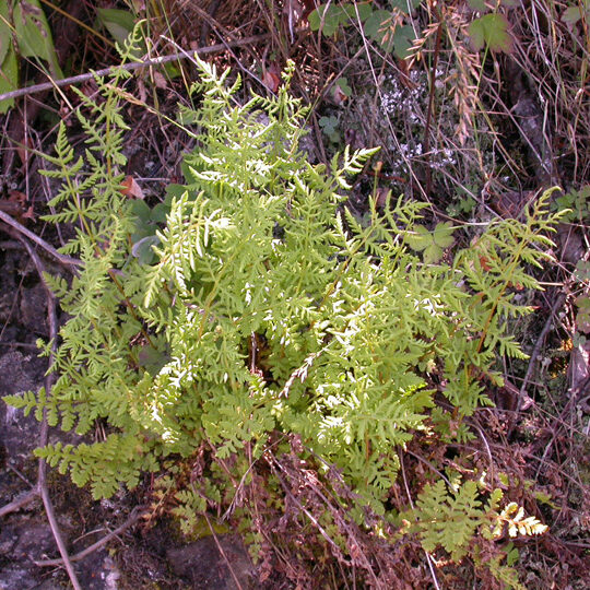 Woodwardie de Virginie (woodsia-obtusata)