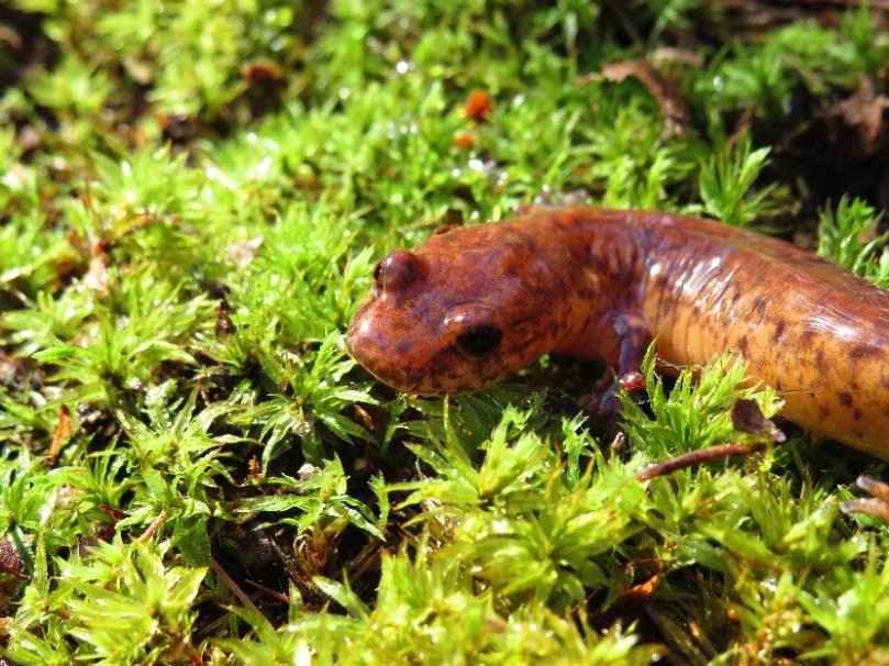 Salamandre pourpre du Nord © Patrick Galois/Amphibia-Nature